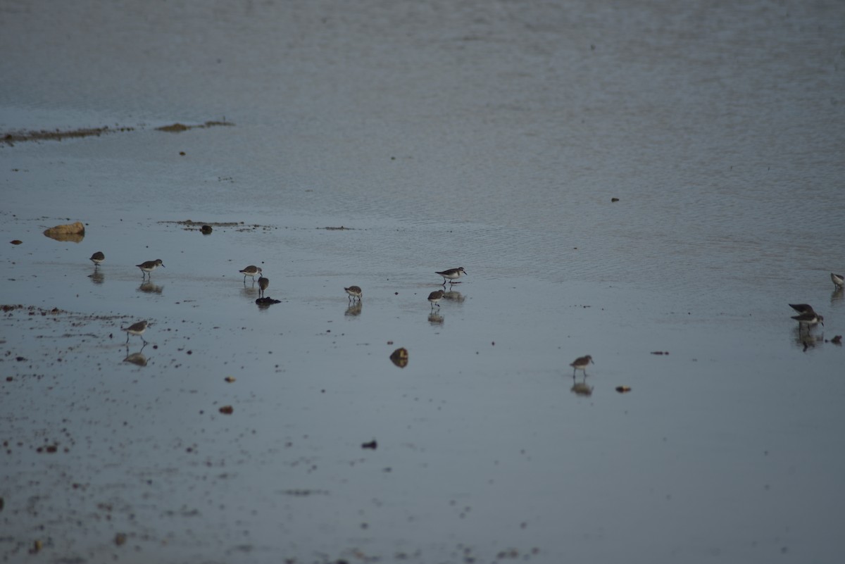 Wilson's Plover - JOSEPH PROSPER