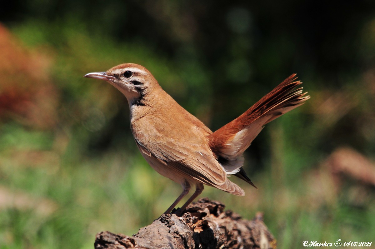 Rufous-tailed Scrub-Robin - ML351530181