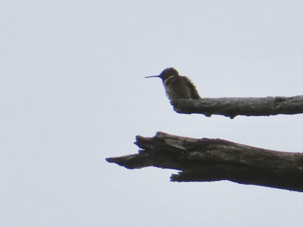 Ruby-throated Hummingbird - ML351530631