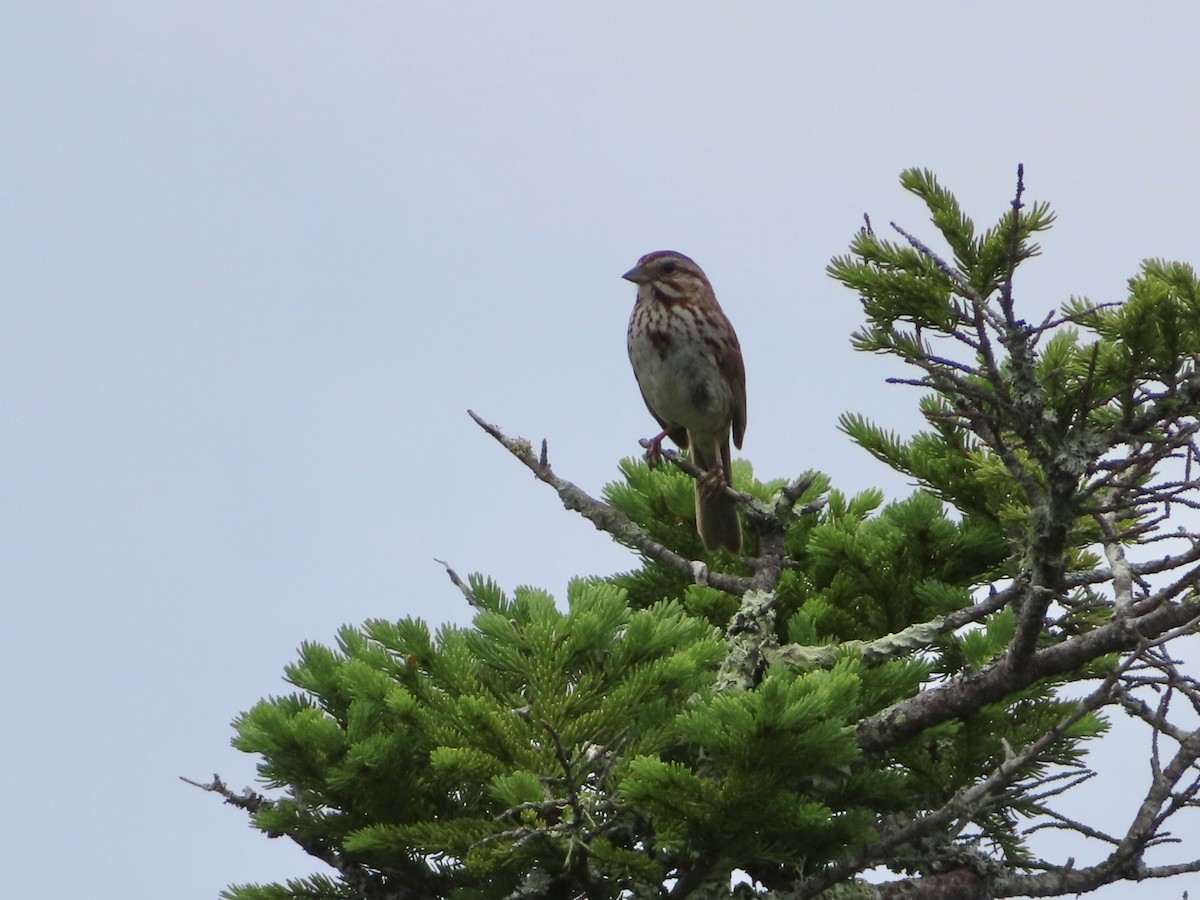 Song Sparrow - ML351530801