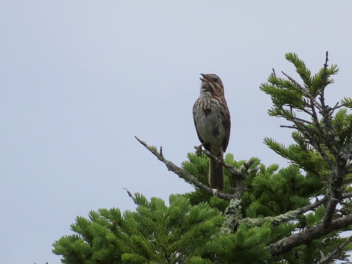 Song Sparrow - ML351530811