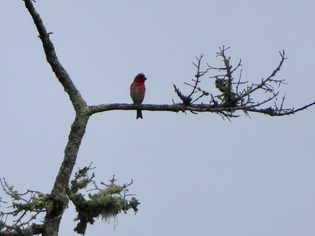 Purple Finch - ML351530851