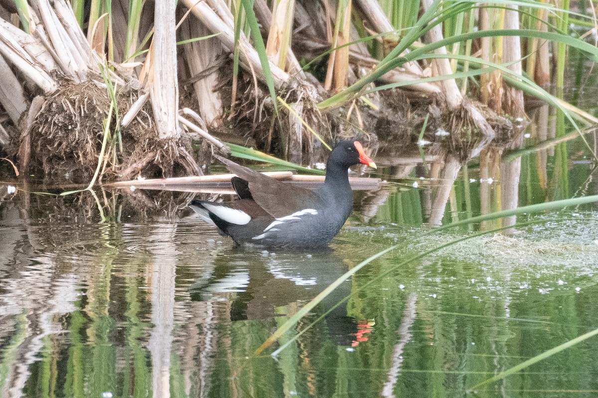 Common Gallinule - David Turgeon