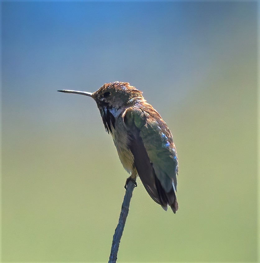 Calliope Hummingbird - ML351531281