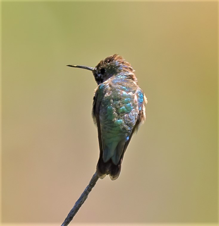 Calliope Hummingbird - ML351531301