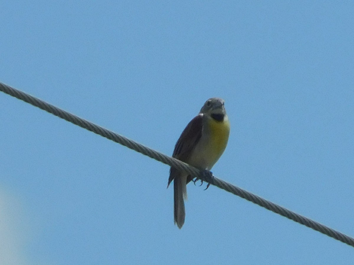 Dickcissel d'Amérique - ML351533841