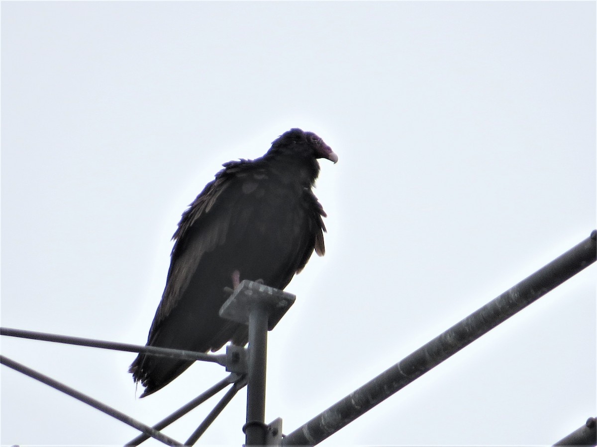 Turkey Vulture - ML351534551