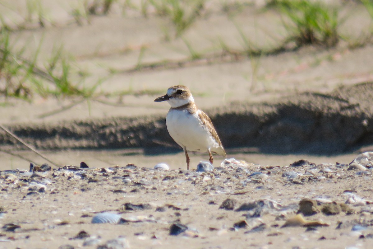 Wilson's Plover - ML351535101