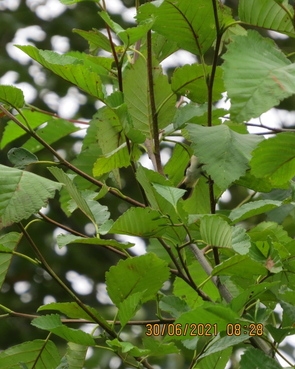 American Redstart - ML351537991