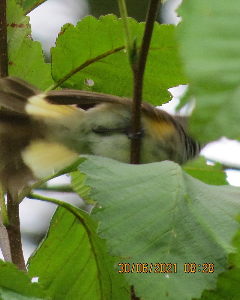 American Redstart - ML351538051