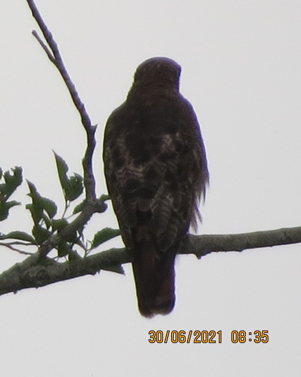 Red-tailed Hawk - ML351538091
