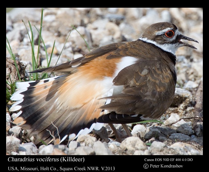 Killdeer - ML351538231