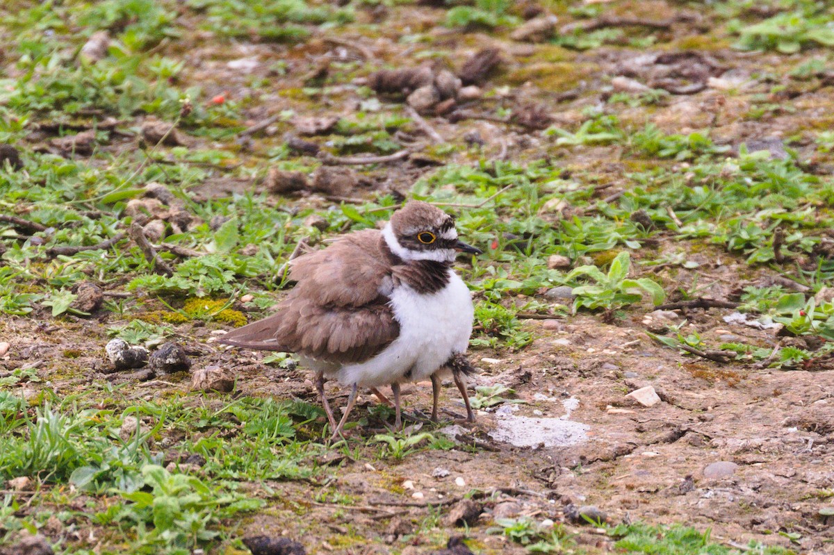 Little Ringed Plover - ML351539561