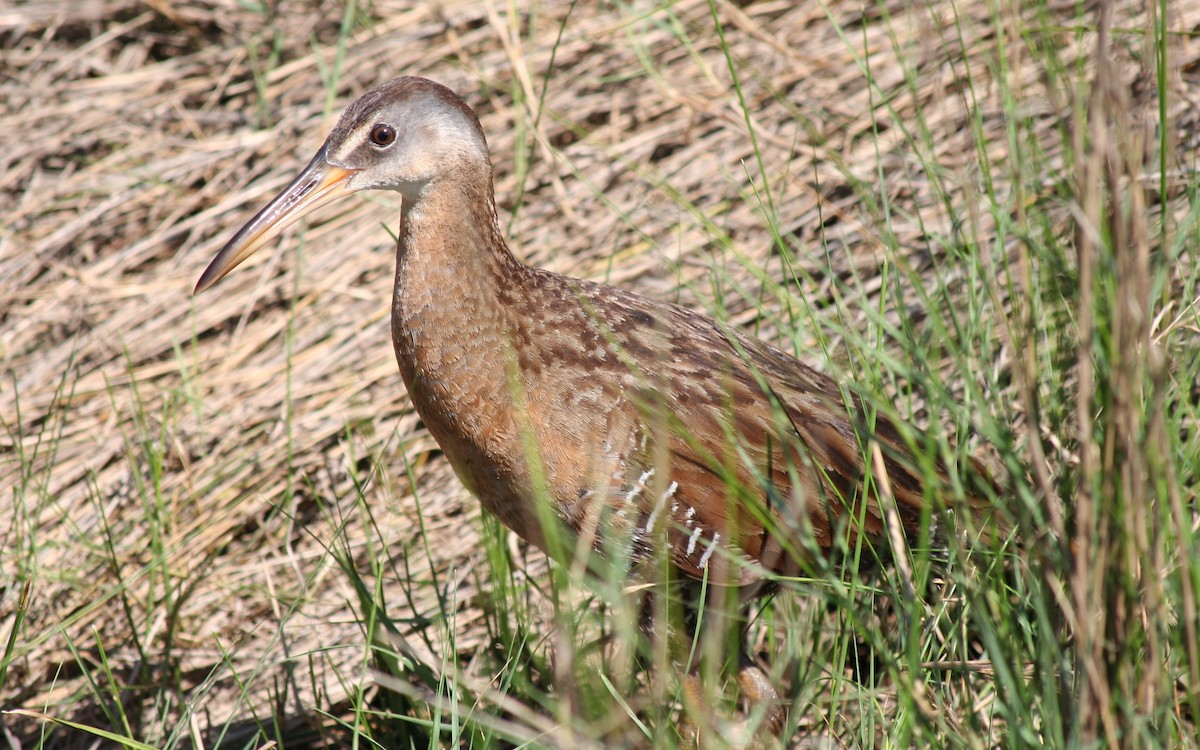 Clapper Rail - Greg Cook