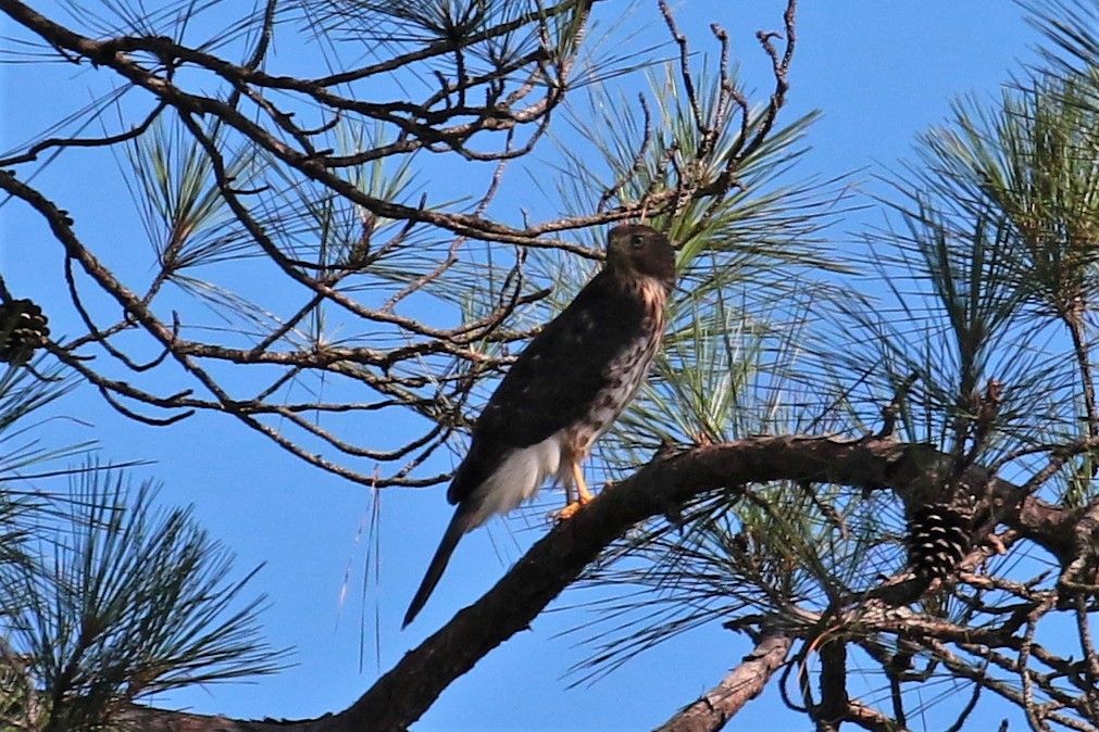 Cooper's Hawk - Margareta Wieser