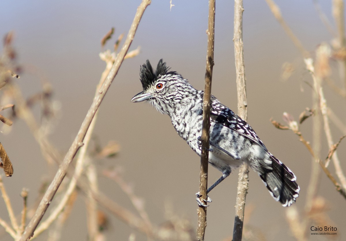 Barred Antshrike (Caatinga) - Caio Brito | Brazil Birding Experts