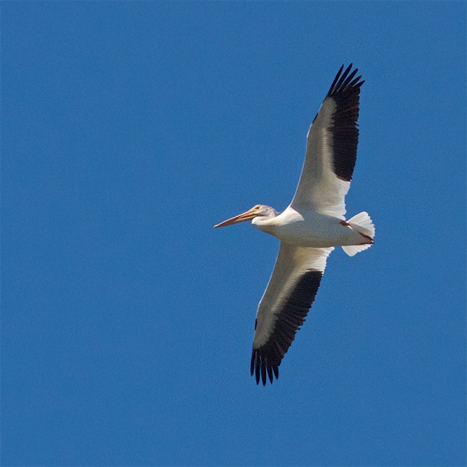 American White Pelican - Ed Harper