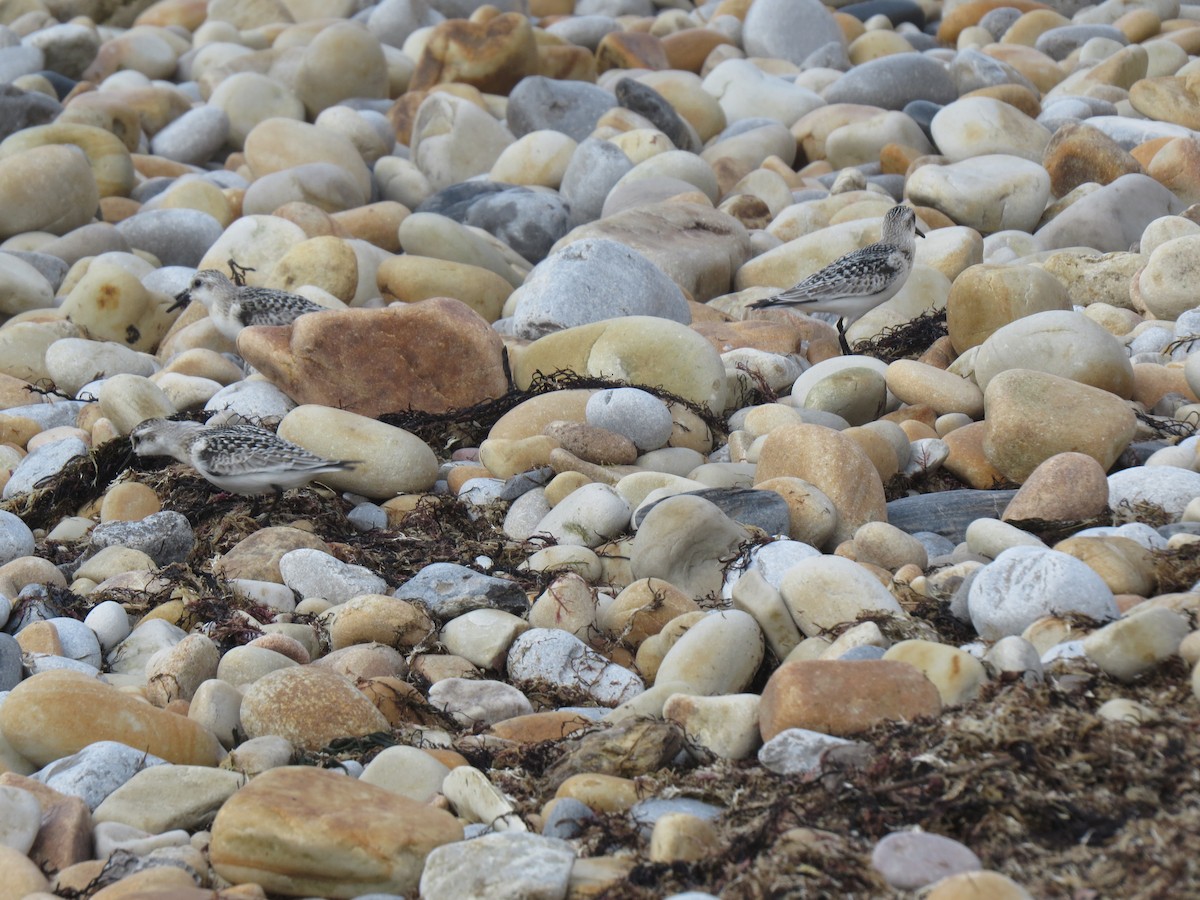 Sanderling - ML35154921