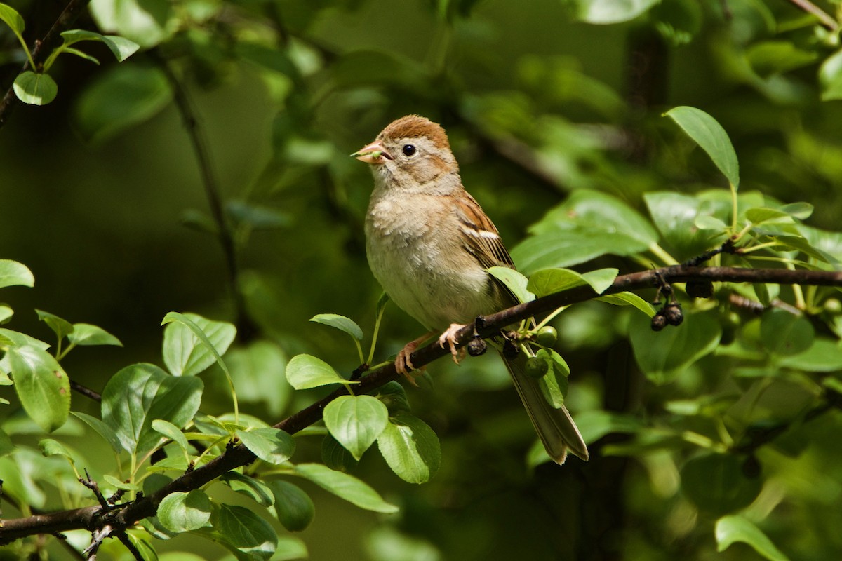 Field Sparrow - ML351549481