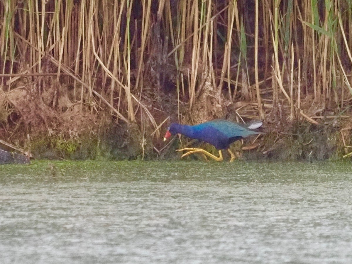 Purple Gallinule - ML351549851