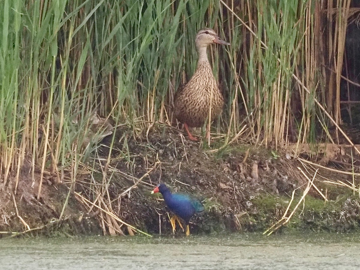 Purple Gallinule - ML351550001