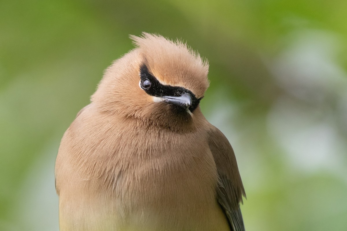 Cedar Waxwing - Sam Zhang