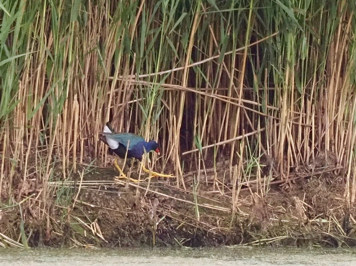 Purple Gallinule - ML351550851
