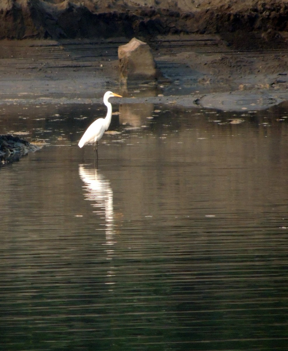 Great Egret - ML351551851