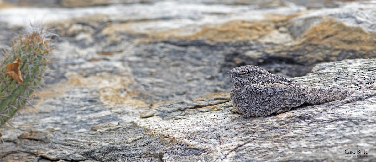 Pygmy Nightjar - ML35155441