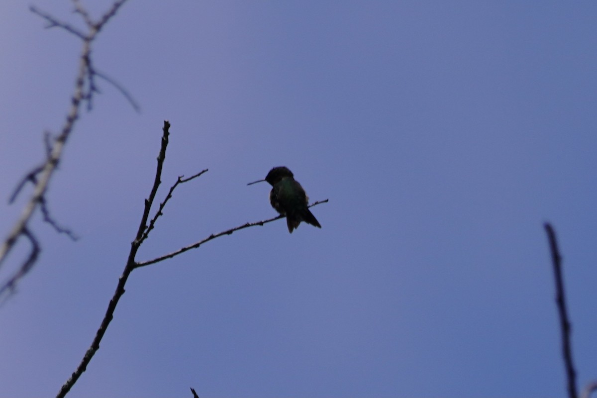Ruby-throated Hummingbird - ML351557721