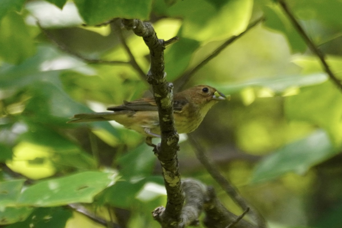 Indigo Bunting - ML351557741