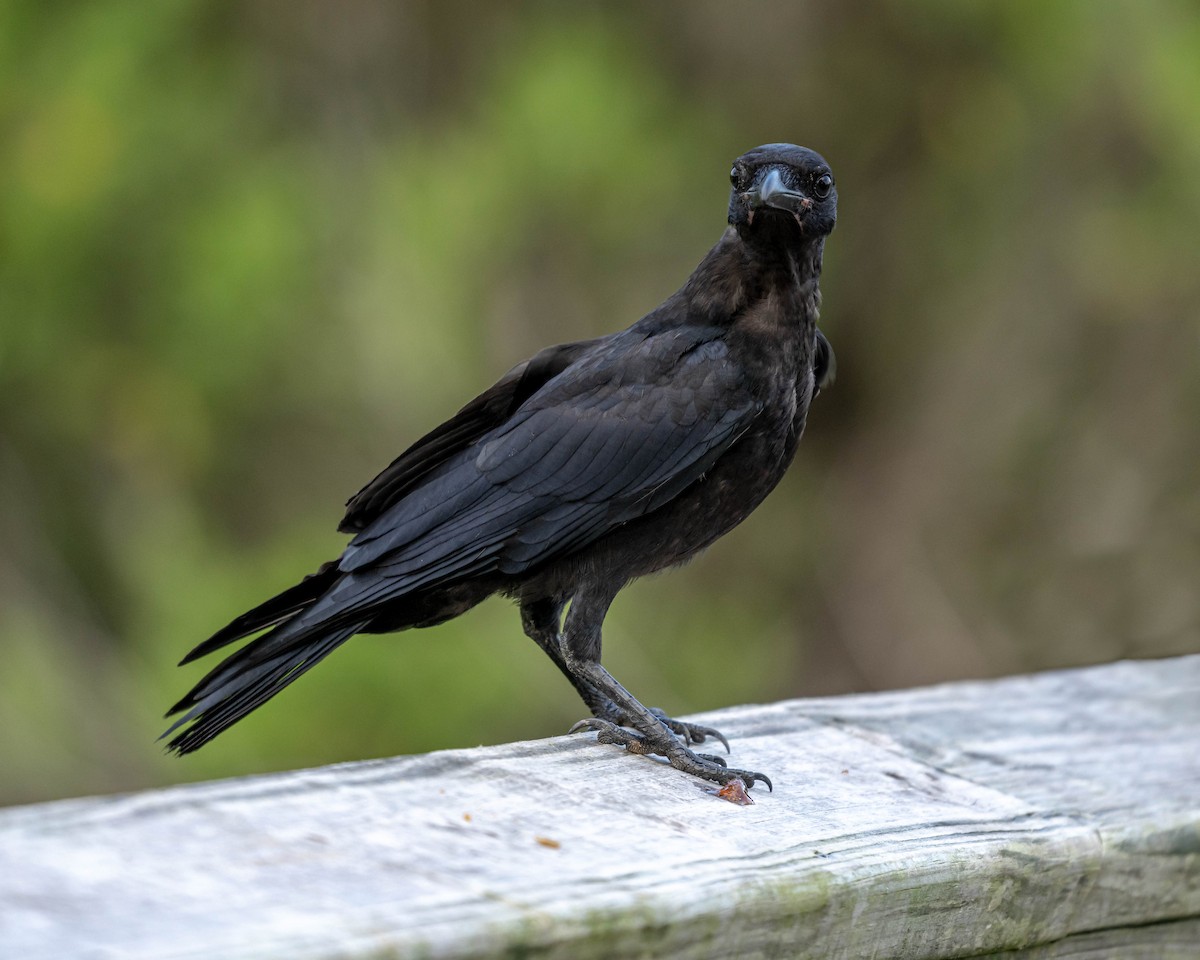 Fish Crow - ML351557871