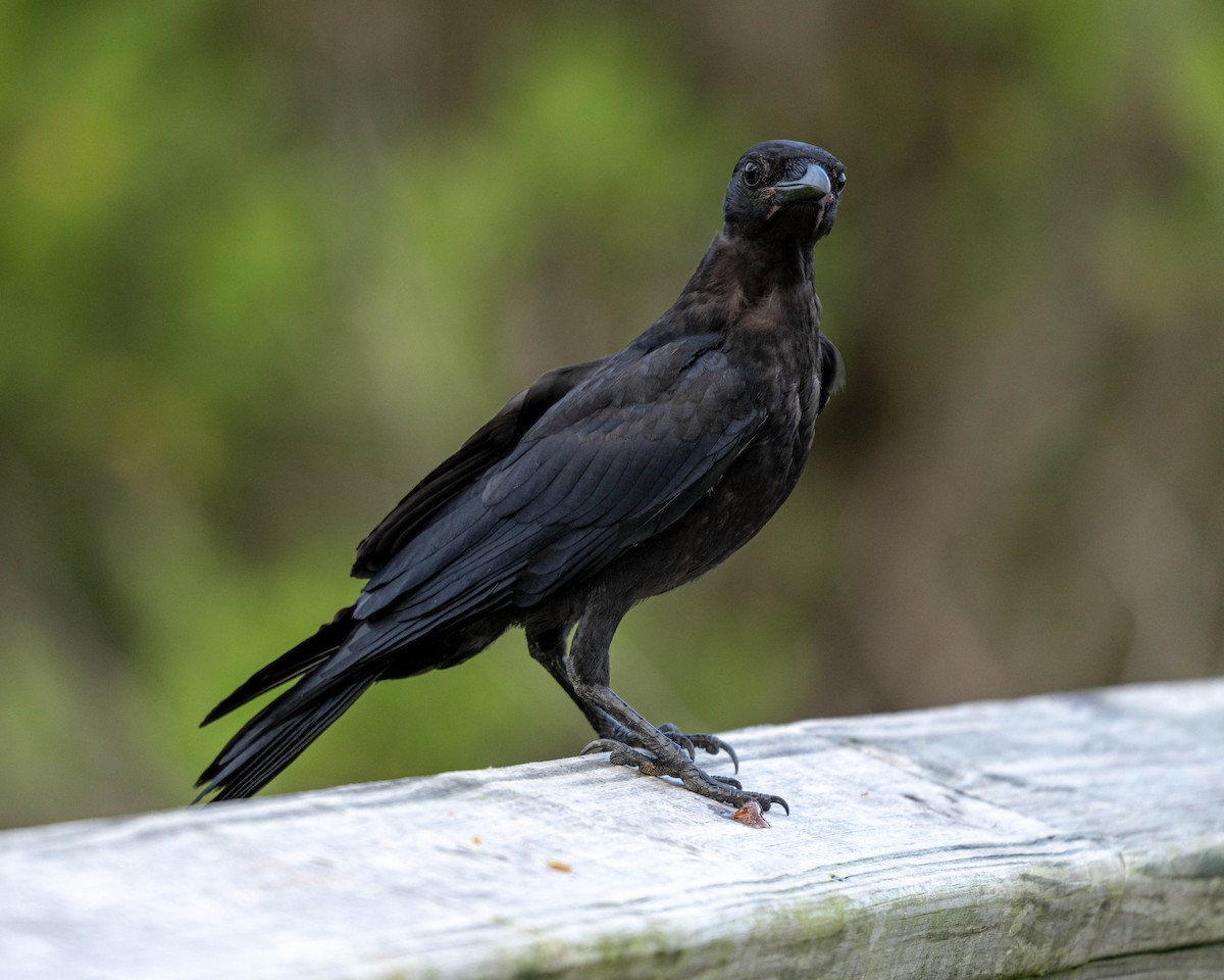 Fish Crow - ML351557891