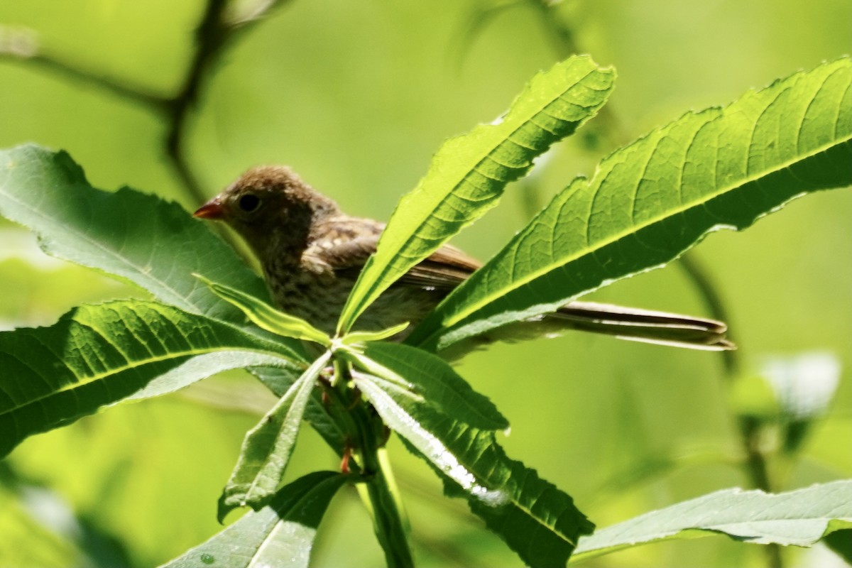 Field Sparrow - ML351557951