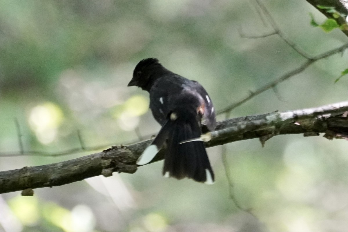 Eastern Towhee - Greg Hertler