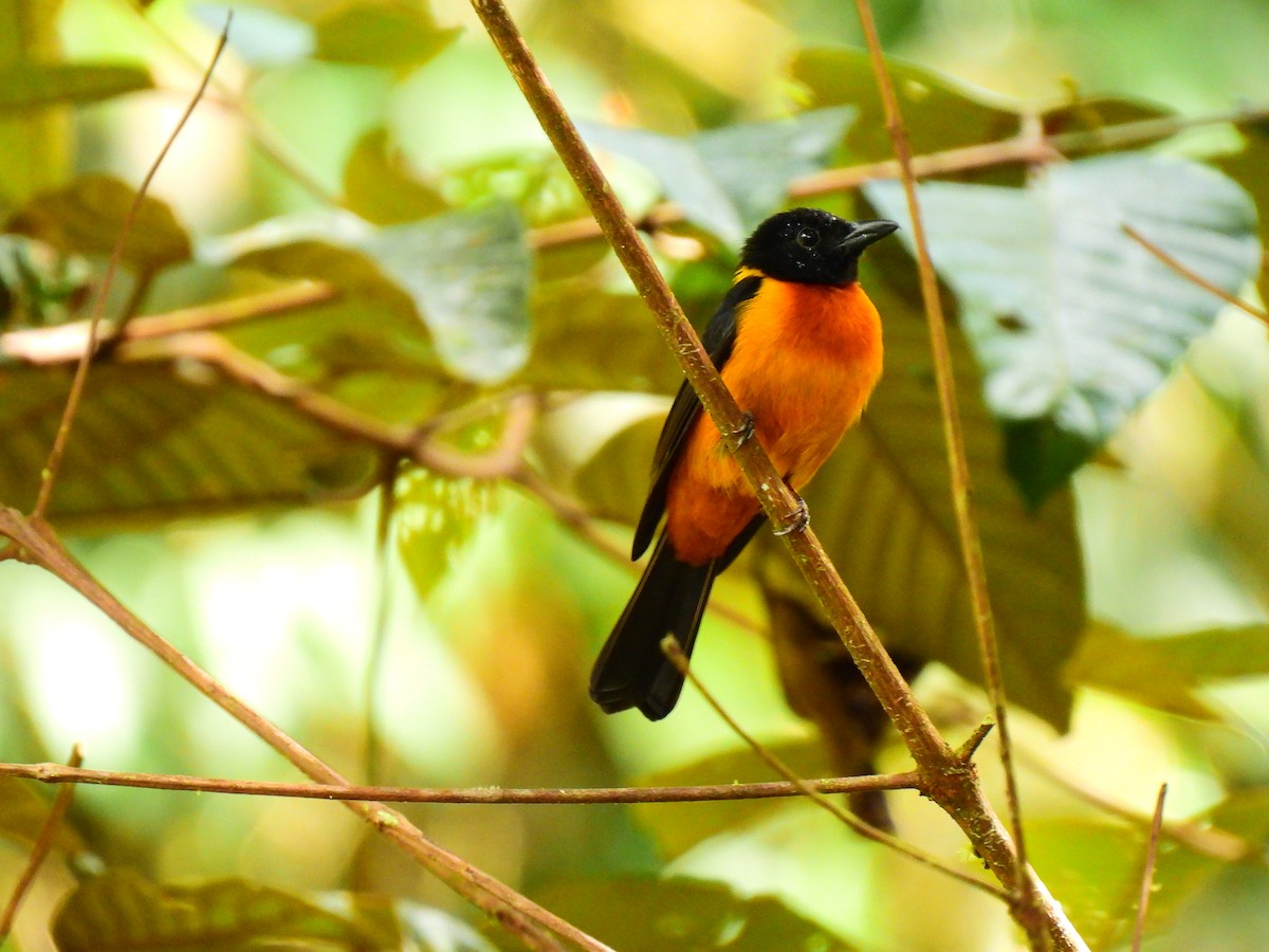 Fulvous Shrike-Tanager - Eyiver Oyola Oviedo