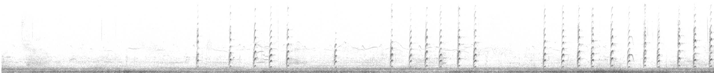 Schwarznacken-Stelzenläufer (mexicanus) - ML351560561