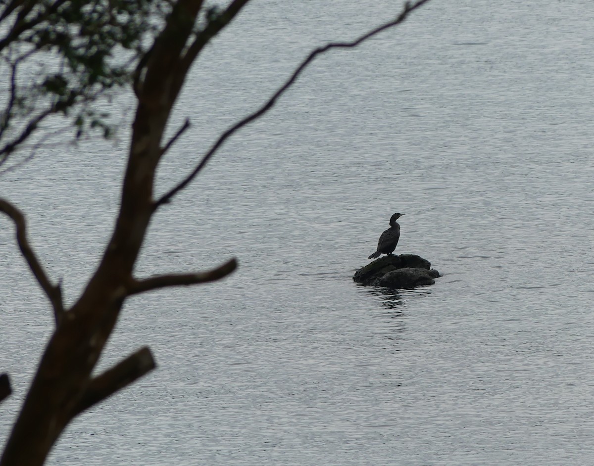 Neotropic Cormorant - ML351560591