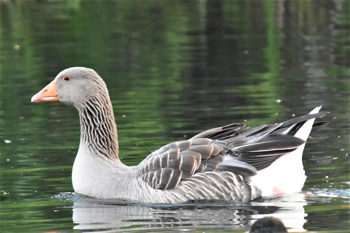 Graylag Goose (Domestic type) - ML351561111