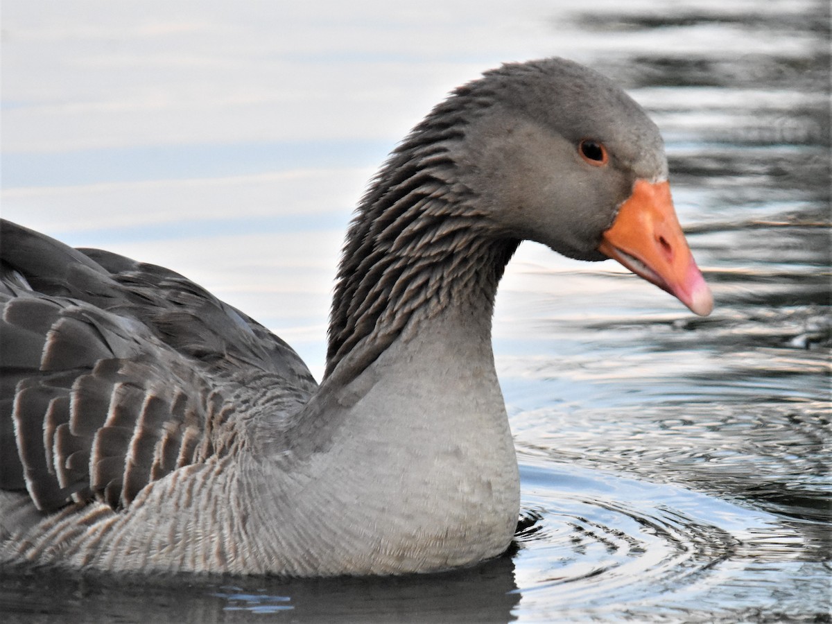 Graylag Goose (Domestic type) - ML351561141