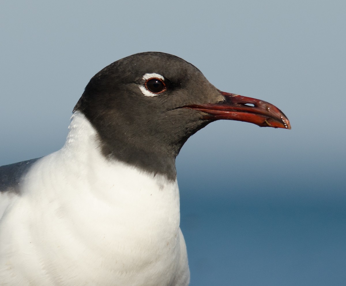 Mouette atricille - ML35156231