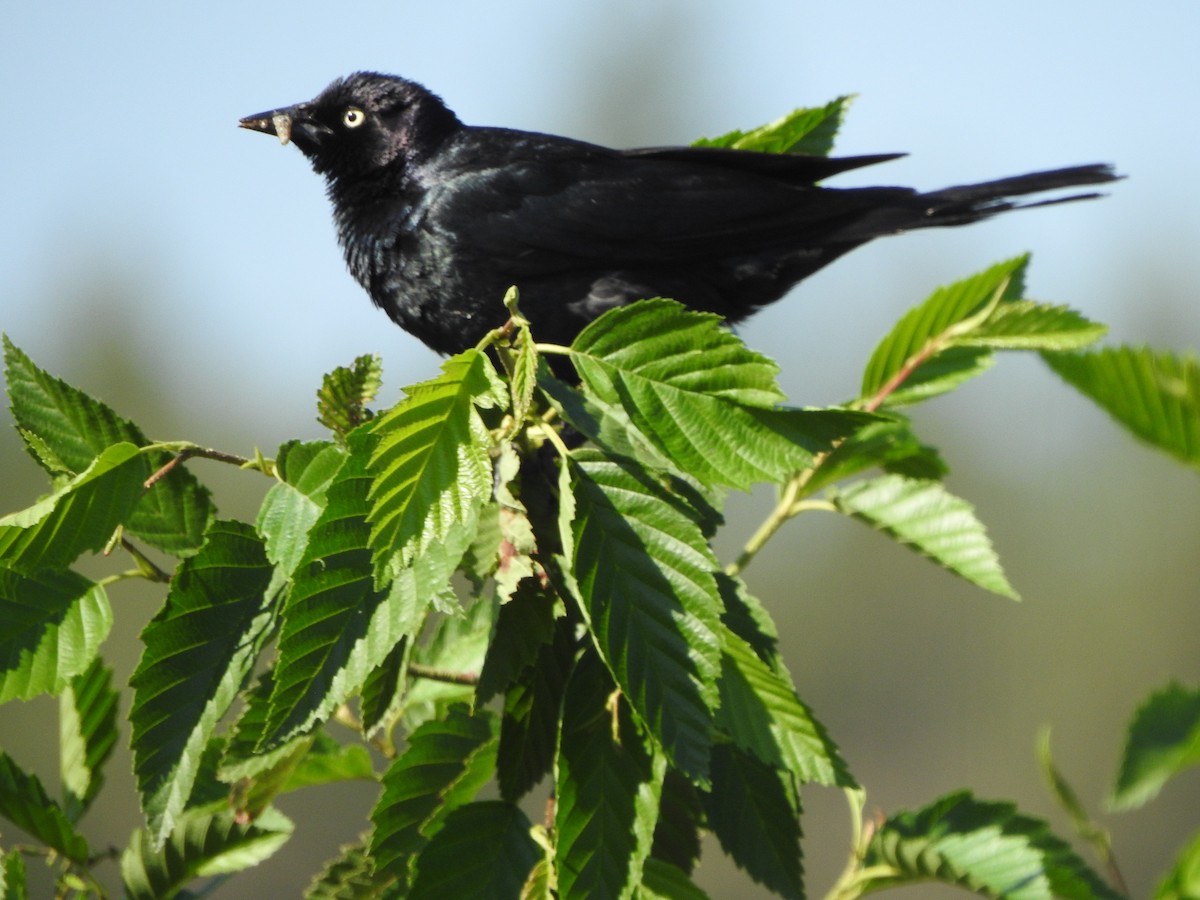 Great-tailed Grackle - ML351564651