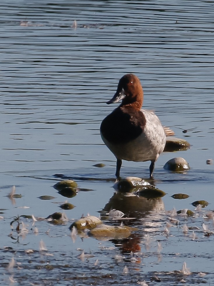 Canvasback - ML351565411