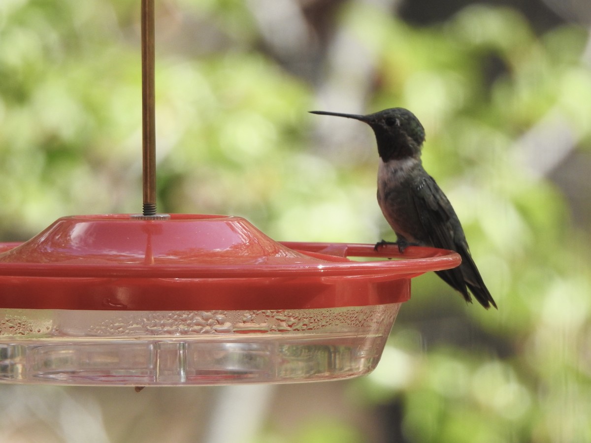 Broad-tailed Hummingbird - Beth Whittam