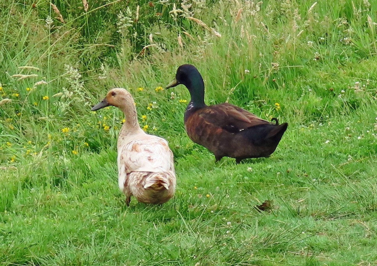 Mallard (Domestic type) - Jim Scott