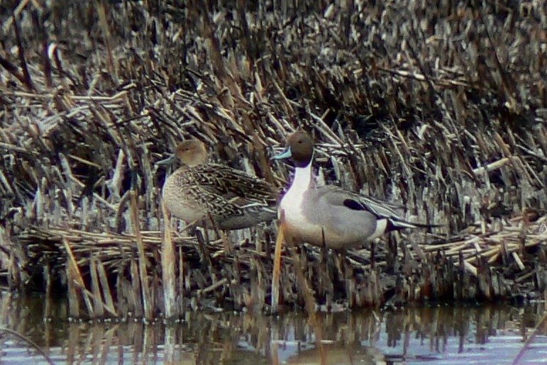Northern Pintail - John Doty