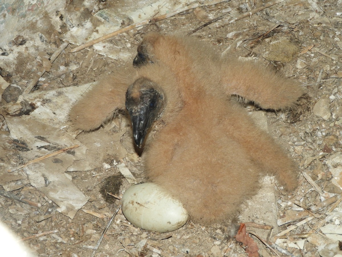 Black Vulture - Ben Springer