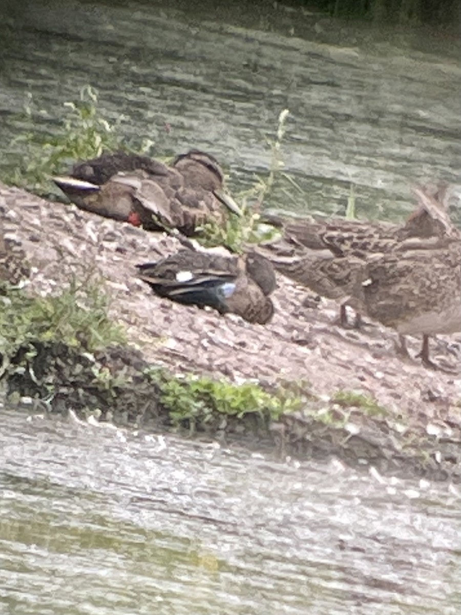 Blue-winged Teal - ML351569311