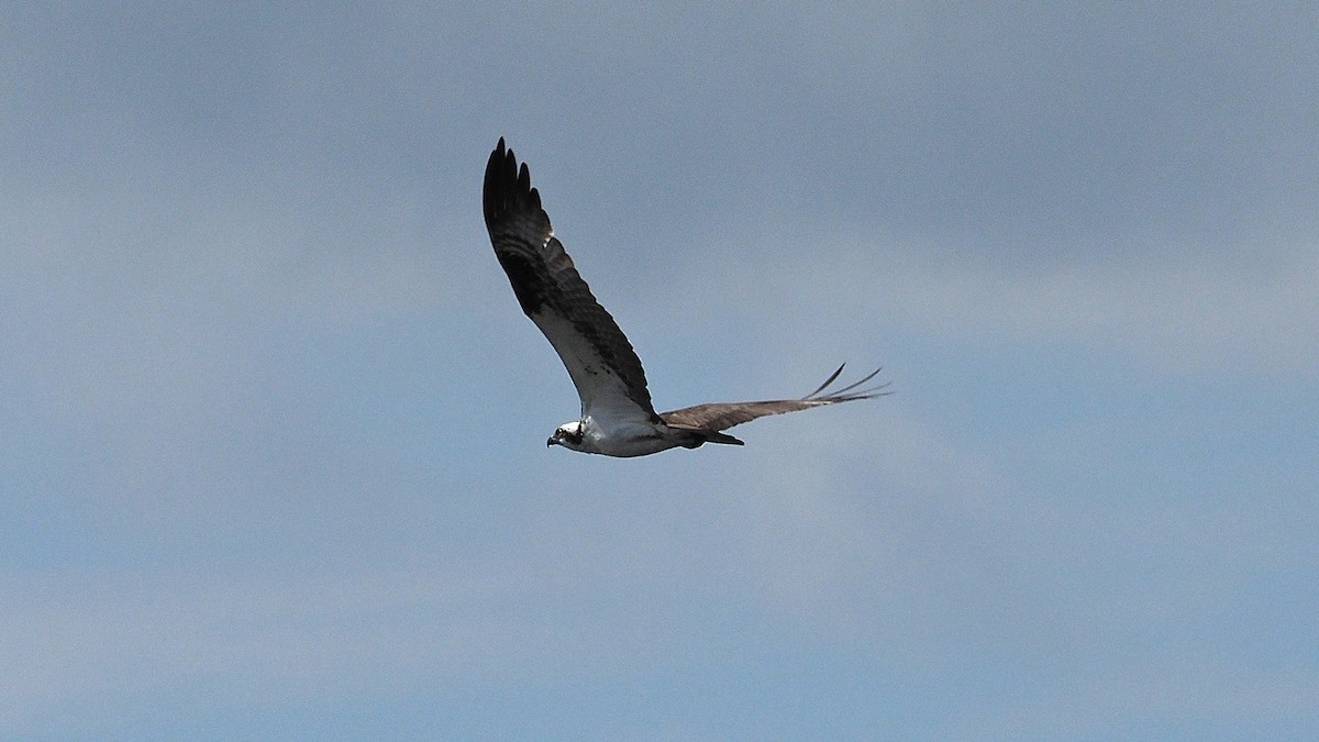 Osprey - Gordon Johnston