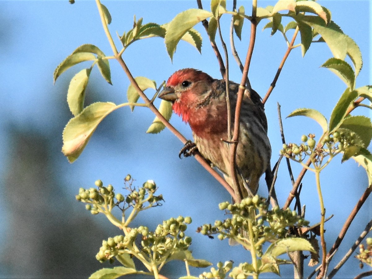 House Finch - ML351571031